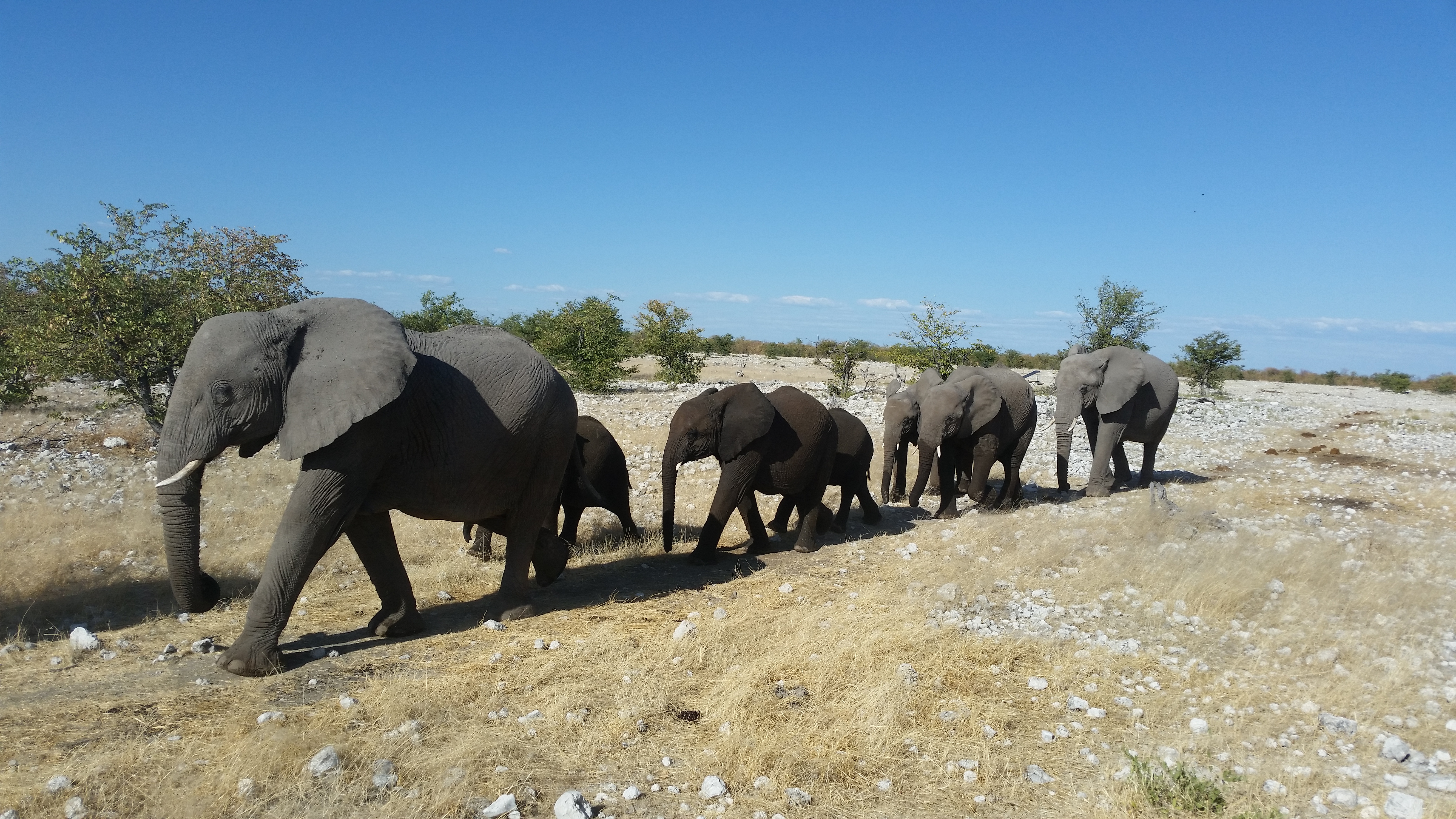 Research: Are There Too Many Elephants In Botswana