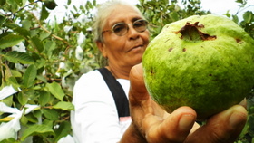 Marina Rosales proudly shows off her organic guavas.  - Edgardo Ayala /IPS 
