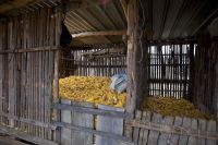 Corn is among the native crops being saved at seed banks in Mexico. - Mauricio Ramos/IPS