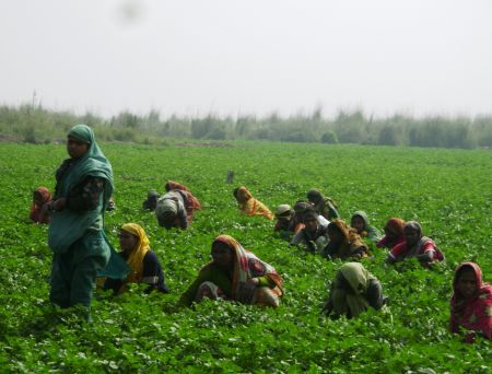 Bangladeshi women farmers prefer  climate-proof crops varieties. - Naimul Haq/IPS