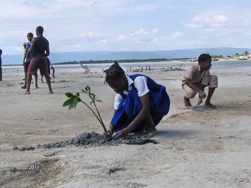 School children in Jamaica plant mangrove seedlings on Dec. 2, 2011 to fortify coastal areas from the effects of climate change.  - Courtesy of the Caribbean Coastal Area Management Foundation
