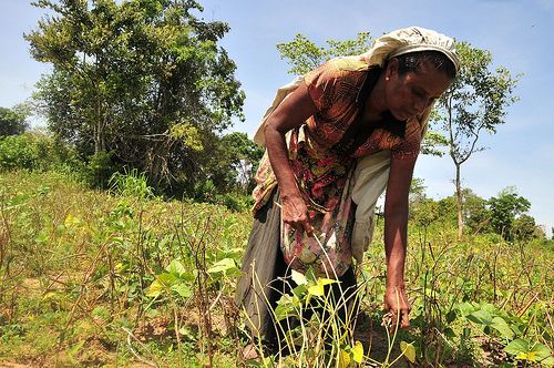 Woman works in family garden next to forest in village of Pillumallai in eastern Sri Lanka.  - Amantha Perera/IPS