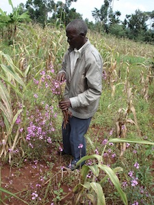 A Striga weed-infested maize field in Kenyas Western Province.  - Isaiah Esipisu/IPS