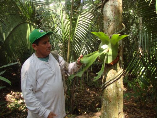 Pablo Escudero, a farmer in the Ojos de Agua forest concession, created to preserve a section of rainforest in San Martín, Peru. - Milagros Salazar/IPS