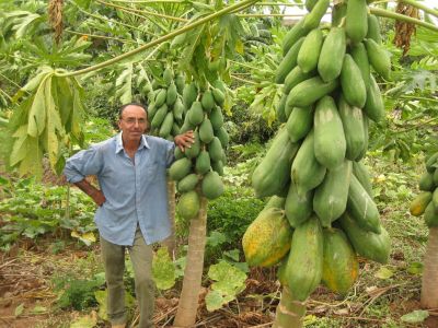 Giant papayas grown with the help of an underground reservoir in Laginhas, Pernambuco, in Brazil's arid Northeast.  - Mario Osava/IPS