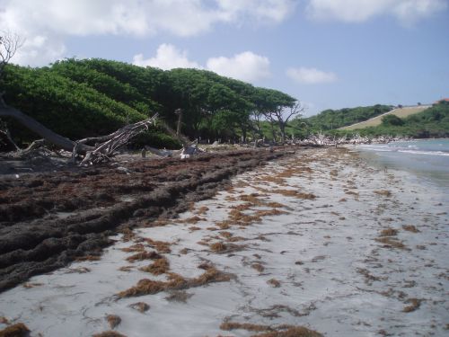 Coastal erosion in Carriacou, Grenada. - Peter Richards/IPS