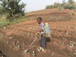 Olivier Forgha Koumbous son waters his thriving farm in Santa, in Cameroons North West region.  - Ngala Killian Chimtom/IPS