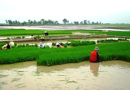 Rice farming in Indramayu has become a gamble with the rains.   - Taryani/IPS
