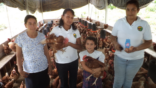 Tre membri della cooperativa agricola uovo Verapaz e orgoglioso IPS spettacolo figlia loro galline.  / Credit: Edgardo Ayala / IPS  