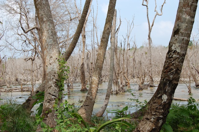 A wilting mangrove forest on Car Nicobar, destroyed by the Asian Tsunami in 2004. -  Malini Shankar/IPS