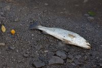 Dead fish wash up at Port Fourchon, Louisiana. / Credit:Erika Blumenfeld/IPS