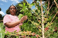 Lucy Wanjiku Macharia tends coffee bushes at her farm at Nyarugum-Nyeri in Central Kenya. Only five percent of women in Kenya own land.  / Credit:Suleiman Mbatiah/IPS