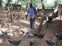 Poultry keeping in Eastern Province has thrived and hundreds of residents now earn their living from this, like Gabriel Mbatha Nzomo. - Isaiah Esipisu/IPS