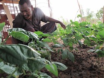 Mourid Abdi Dolal tends to his farm in Dertu village in North Eastern Province, Kenya. - David Njagi/IPS