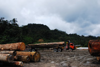 Poor forest management in Sarawak has led to illegal logging and environmental degradation. / Credit:Raymond Abin/IPS