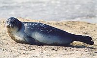 The Caspian seal population has shrunk by 90 percent over the last 100 years due to hunting and habitat loss. / Credit:Public Domain
