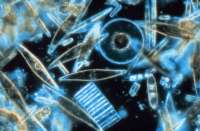 Diatoms are one type of plankton. / Credit:NOAA/Neil Sullivan USC