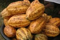 baccelli di cacao biologico, coltivato dalla cooperativa nicaraguense di cui fa parte Salazar Francis Kokutse/IPS