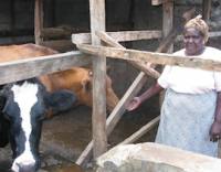 Esther Ngonyo Njuguna con le sue mucche Isaiah Esipisu/IPS