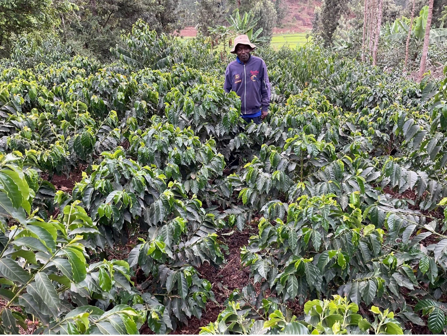 Kahvinviljelijä tiluksillaan Kiambun piirikunnassa Keniassa. Kuva: Jackson Okata/IPS