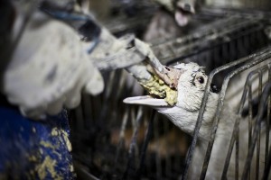Force-feeding ducks at a foie gras farm in Catalonia, Spain. Credit: Animal Equality