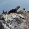 The Burdwood Bank, soon to become a protected area, is home to sea lions and a wide variety of other marine species. Credit: Edith Schreurs CC BY-SA 2.0