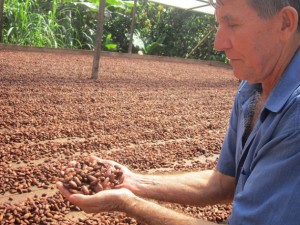 Darcicio Wronski displays the cacao seeds drying in the sun in his yard. His family is one of 120 grouped in six cooperatives that produce organic cacao near Medicilândia and Altamira in the Amazon rainforest state of Pará, in northern Brazil. Credit: Mario Osava/IPS