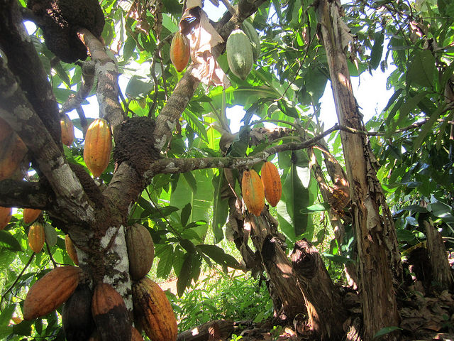 A cacao tree laden with beans, in the shade of banana trees on the Wronski family farm in Medicilândia, a municipality in the Brazilian Amazon rainforest state of Pará, where organic farmers are helping to reforest the jungle. Credit: Mario Osava/IPS