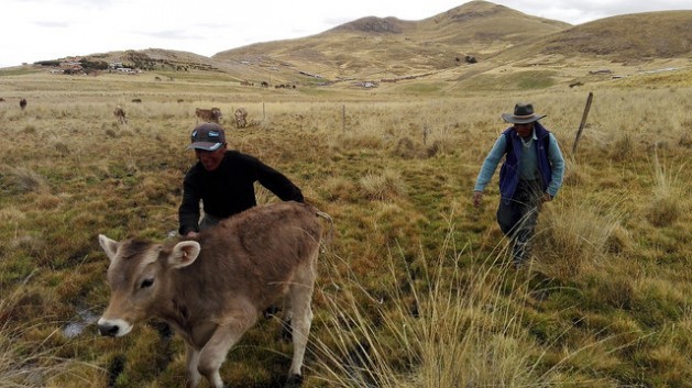 Two peasant farmers with a calf in the Andes highlands community of Alto Huancané in the southeastern department of Cusco. Small farmers like them provide around 80 percent of the food for the inhabitants of Latin America and the Caribbean. Credit: Milagros Salazar/IPS