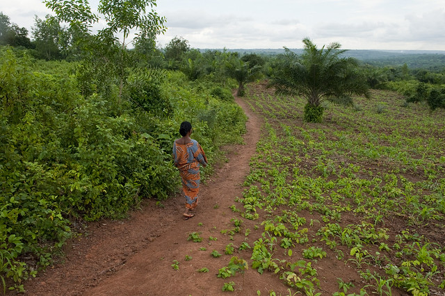 Agriculture in Benin - Wikipedia