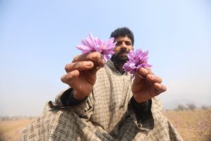 A saffron farmer in Kashmir poses with saffron crocus flowers. The most expensive spice in the world is derived from the sigma of the purple flower. Credit: Umer Asif/IPS