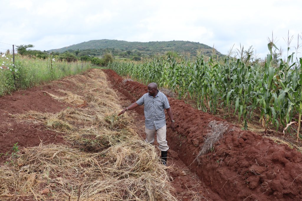 With regenerative agriculture, weeds are used to form part of the soil. Farmer Justus Kimeu produced a bumper maize harvest during a very dry season using this farming technique. Credit: Isaiah Esipisu/IPS