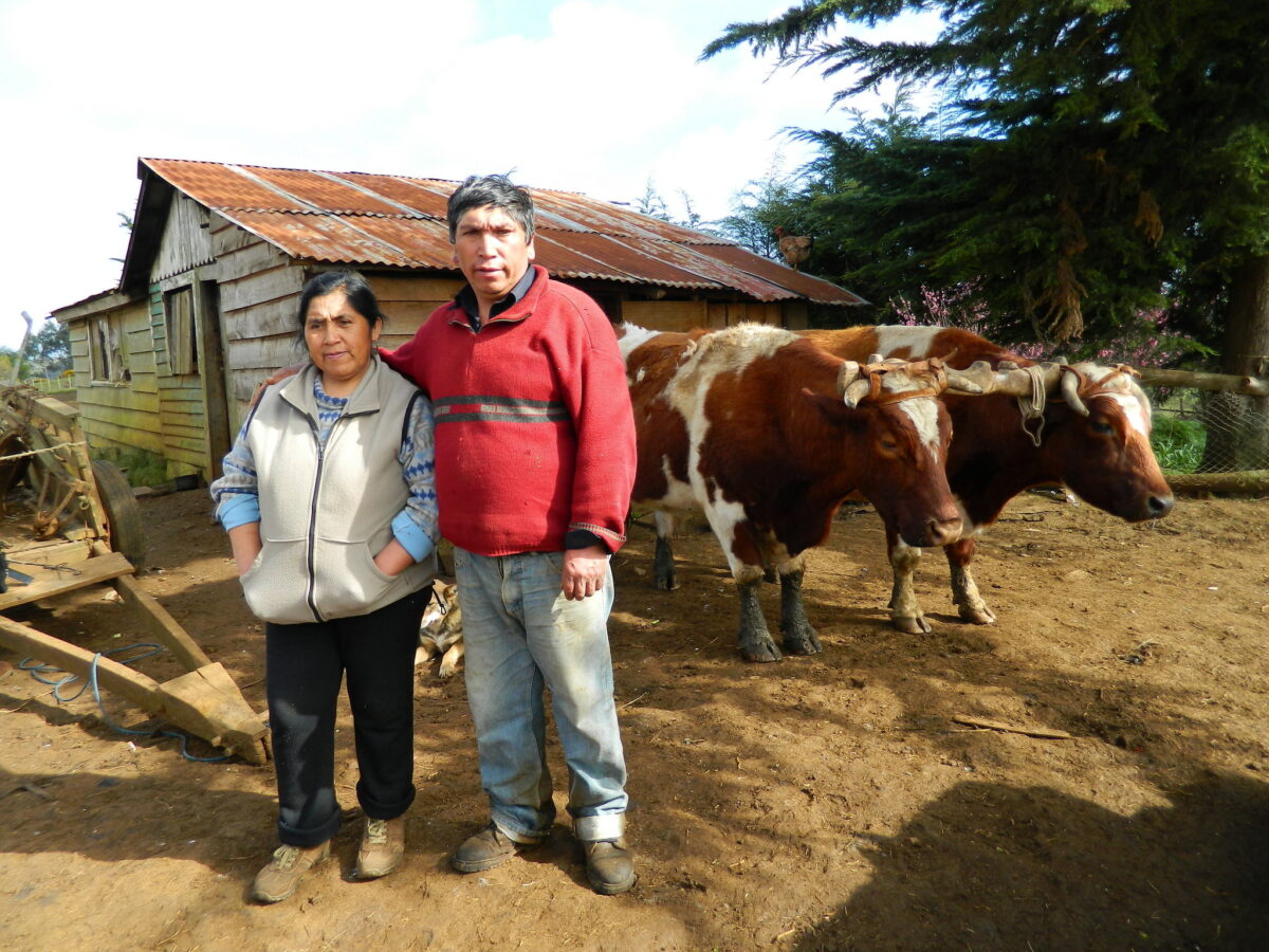 Catalina Marileo and Luis Aillapán, a Mapuche couple, stand in front of their home in Puerto Saavedra in the central Chilean region of La Araucanía. They have been among the many members of native peoples tried under an anti-terrorism law inherited from the dictatorship for acts such as, in their case, opposing the military for building a road on their land. Now Chile could be declared a plurinational State. CREDIT: Marianela Jarroud/IPS