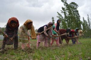 Mumtaza Bano (centre), is ploughing the field along with other women in her village in south Kashmir. Farmers in the region have experienced a heat wave which has turned much of the area, known for lush green hills, into a dry wasteland. Credit: Umar Manzoor Shah/IPS