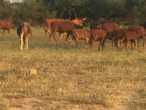 Forty-year-old Admire Gumbo has invested in cattle back [...] <a class=