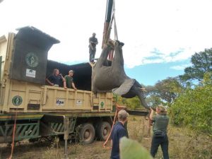 IFAW recently translocated elephants into Kasungu National Park, [...] <a class=