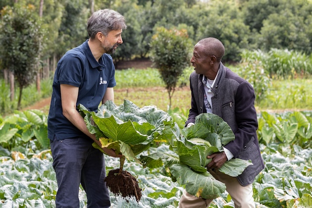 IFAD President Alvaro Lario and farmer Gilbert Muriuki harvest healthy cabbages at his farm in Embu County, which benefited from the Karimari Rutune Community Irrigation Project. Credit: IFAD