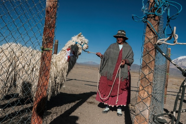 From cutting-edge technology to low-tech solutions, like in Bolivia, where llama farmers are supported through an IFAD partnership with a tractor hailing service. Credit: IFAD 