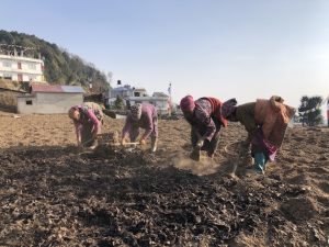 Women farmers in Helambu, Sindhupalchwok. Women, who are the primary growers, have to deal with changing patterns of snowfall and rain, which is affecting their agricultural activities. However, they feel like no one is listening to their concerns. Credit: Tanka Dhakal/IPS
