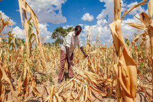 A field of maize spoiled by drought in Zambia, one of the countries that has declared an emergency as it grapples with the effects of El Niño. Credit: WFP/Gabriela Vivacqua
