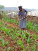 Molti piccoli coltivatori non si fidano dei semi GM, ma li piantano lo stesso se offerti gratuitamente. Kristin Palitza/IPS