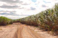 Una piantagione di canna da zucchero in Brasile Gentile concessione di Embrapa