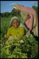 Aumenta il numero delle donne contadine nel mondo, ma restano fuori dalle statistiche. IFAD