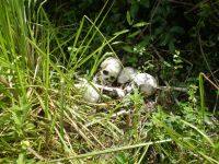 Ossa umane appena fuori Bogoro, nella Repubblica democratica del Congo Michael Deibert/IPS