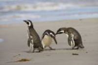 I pinguini di Magellano nelle Isole Malvinas/Flakland, Sud Atlantico Photo Stock