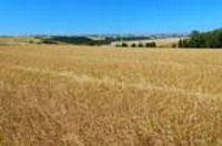 Credit:Nilson Konrad - Nao-Me-Toque, Rio Grande do Sul