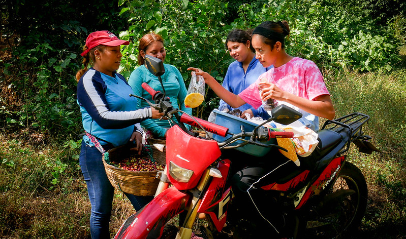 Kuvateksti: Kahvinviljelijä Arely Alarcón, hänen tyttärensä ja sisaruksensa lapsi pitävät tauon poiminnasta ostaakseen ananasta ja muita hedelmiä naiselta, joka saapuu moottoripyörällä kahvitilan lähelle. Kuva: Edgardo Ayala/IPS