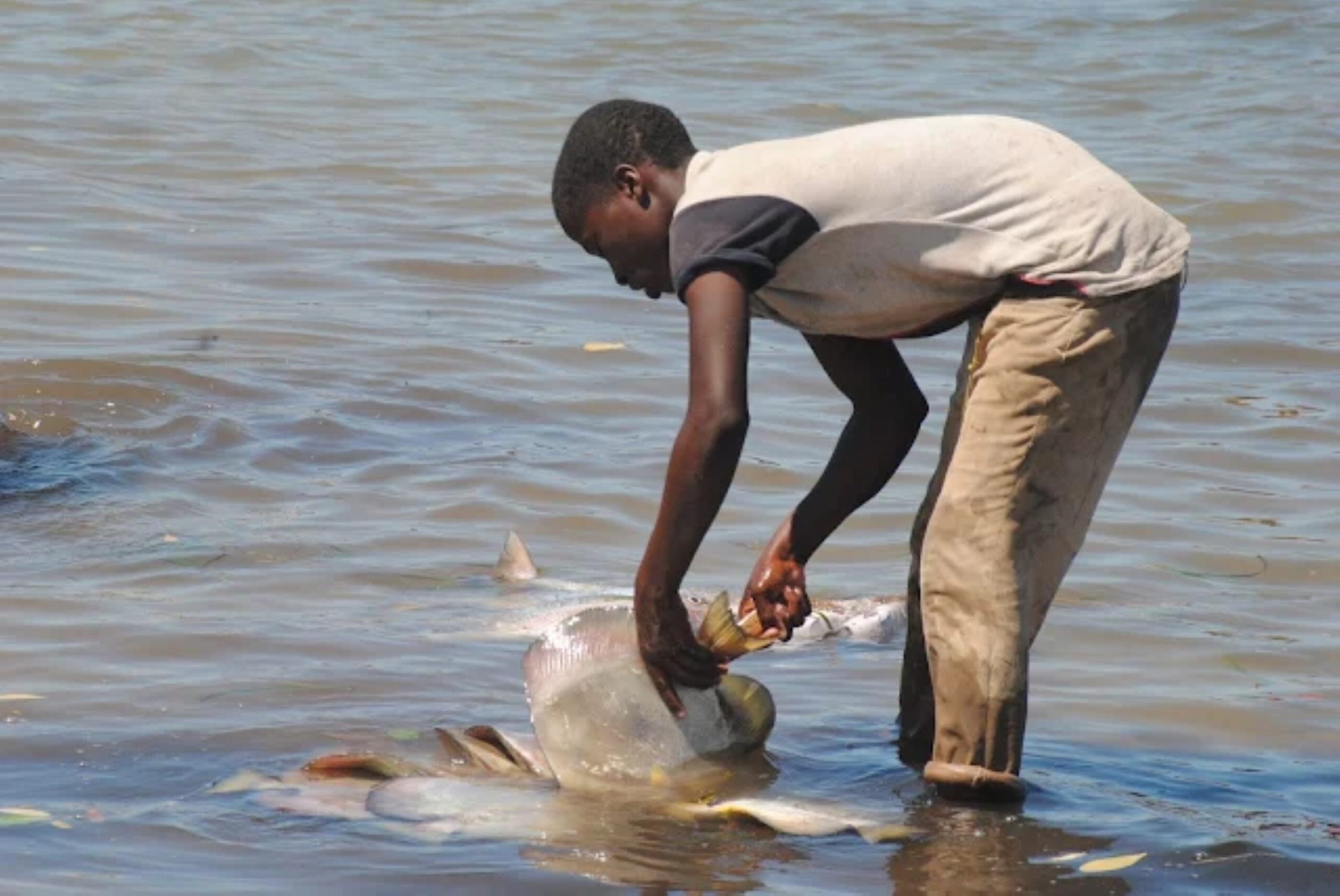 Poika työskentelee rannalla lähellä Kiwengwan kylää Sansibarilla. Kuva: Kizito Makoye/IPS