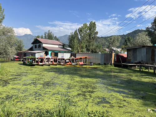 Veneitä kiinnitettynä talon edustalle Dal-järvellä. Veden pintaan kertynyt vihreä levä on herättänyt huolta Kashmirissa. Järvellä asuvat yhteisöt ovat perinteisesti huolehtineet kanavista, poistaneet vesikasveja ja seuranneet veden tilaa. Heidän osallistumisensa voisi auttaa saastumisen hallinnassa. Kuva: Athar Parvaiz/IPS